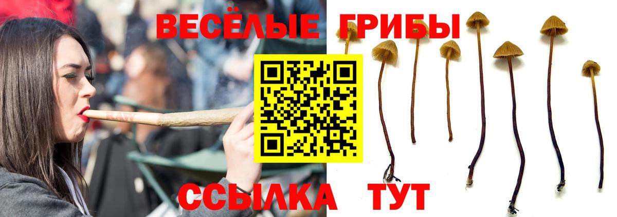Псилоцибиновые грибы Cubensis Новочеркасск